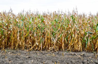 Olgunlaşmış Mısır sahada. Mısır neredeyse kuru kaynaklanıyor.