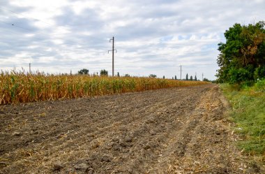 Olgunlaşmış Mısır sahada. Mısır neredeyse kuru kaynaklanıyor.