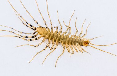 Sinekkapan. Scutigera coleoptrata. Kırkayak sinekkapan, böcek predator