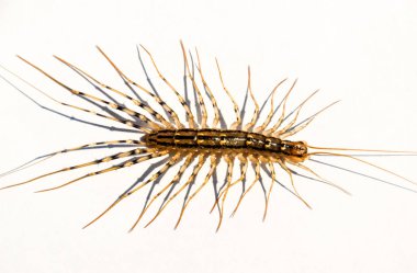 Sinekkapan. Scutigera coleoptrata. Kırkayak sinekkapan, böcek predator