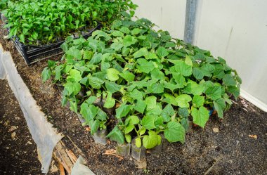 Fidan salatalık. Seralarda salatalık tarımı