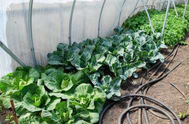 Fidan lahana. Bir sera lahana tarımı.