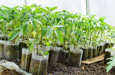 Domates tohumları. Serada domates yetiştiriyor.