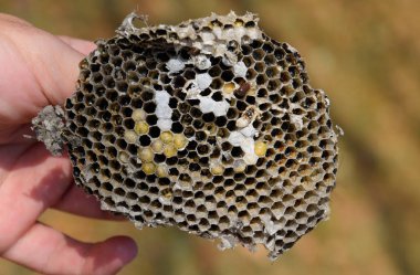 Sota eşekarısı yuvası üzerinden. Yok edilen eşekarısı yuvası.