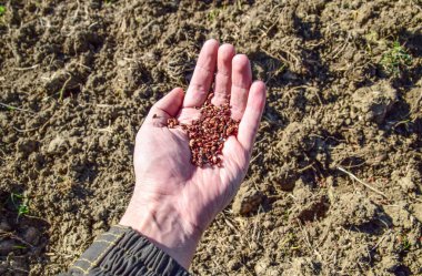 Mısır kontrolden Ekim