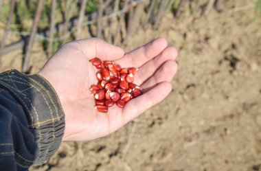 Mısır kontrolden Ekim