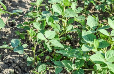 Soya alan. Midge soya yaprakları.