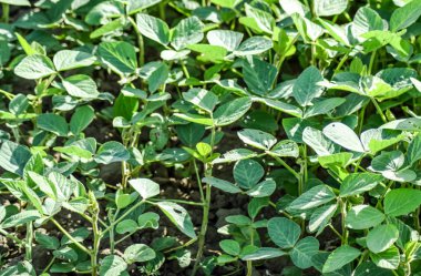 Soya alan. Midge soya yaprakları.