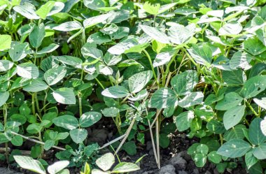 Soya alan. Midge soya yaprakları.