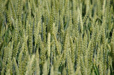 Yeşil buğday başakları. Tarlada olgunlaşan buğday.