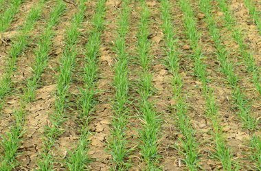 Bahar kış buğday alanı