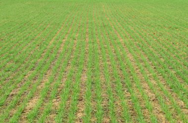 Bahar kış buğday alanı