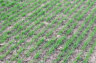 Bahar kış buğday alanı