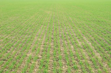 Bahar kış buğday alanı