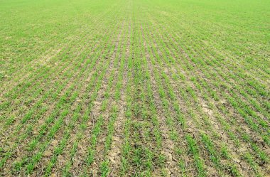 Bahar kış buğday alanı