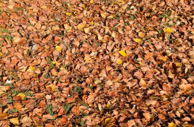 Bir kavak, düşen yapraklar dokusal kökenli. Yapraklar sonbaharda bir halı. bir kavak açık sarı sonbahar kuru yaprakları.