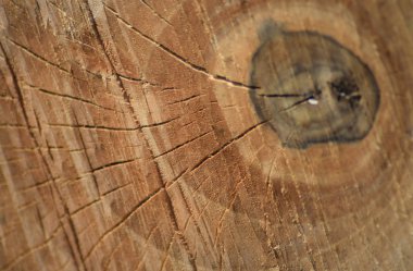 Boyutlanmış ağaç ve kendi yıl çalma