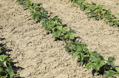 Bahçedeki çilek yatağı. Çilek çiçekleri ve meyve verir