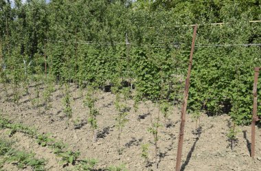 Yataklar ahududu. Çardaktaki ahududu sapları fışkırıyor. Bahçede ahududu yetiştiriyor.