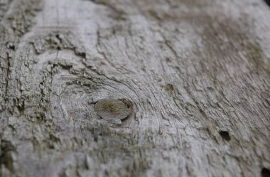 köknar ağacı iğneler. arka plan