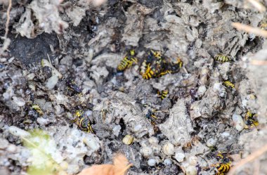 Vespula vulgaris. Yok edilen eşekarısı yuvası.