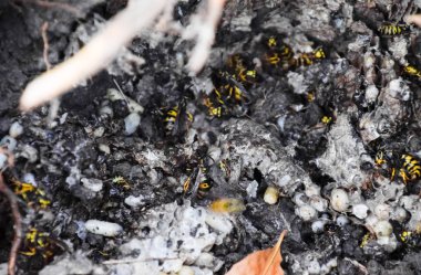 Vespula vulgaris. Yok edilen eşekarısı yuvası.