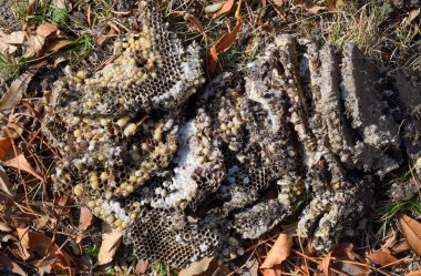 Yok edilmiş eşek arısı yuvası. Bir petek hor yüzeyinde çizilmiş