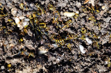 Yok edilmiş eşek arısı yuvası. Bir petek hor yüzeyinde çizilmiş