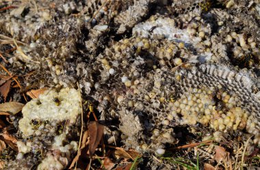 Yok edilmiş eşek arısı yuvası. Petek eşek arısı yuvasının yüzeyine çizilmiş. Larvalar ve eşek arıları yavrusu. Vespula vulgaris