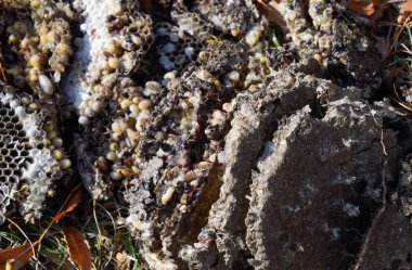 Yok edilmiş eşek arısı yuvası. Petek eşek arısı yuvasının yüzeyine çizilmiş. Larvalar ve eşek arıları yavrusu. Vespula vulgaris