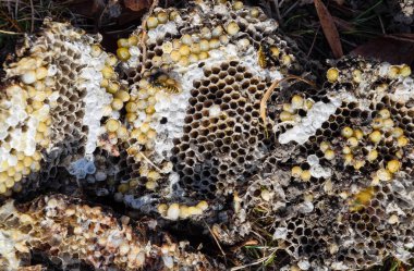 Yok edilmiş eşek arısı yuvası. Petek eşek arısı yuvasının yüzeyine çizilmiş. Larvalar ve eşek arıları yavrusu. Vespula vulgaris