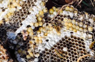 Yok edilmiş eşek arısı yuvası. Petek eşek arısı yuvasının yüzeyine çizilmiş. Larvalar ve eşek arıları yavrusu. Vespula vulgaris