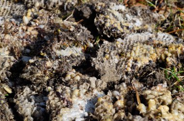 Yok edilmiş eşek arısı yuvası. Petek eşek arısı yuvasının yüzeyine çizilmiş. Larvalar ve eşek arıları yavrusu. Vespula vulgaris