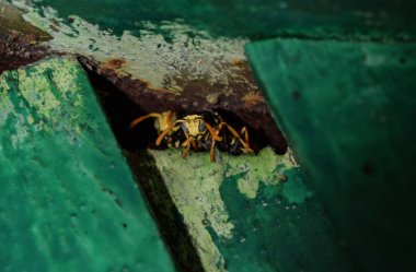 Eşek arıları erkektir. Arılar delikten dışarı bakıyorlar. Eşek arıları polist.