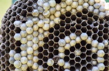 Vespiary. Yaban arıları polist.