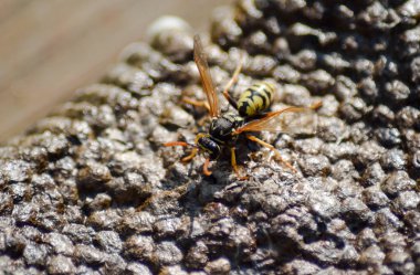 Vespiary. Yaban arıları polist.