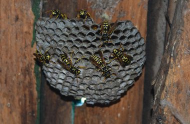 Vespiary. Yaban arıları polist.