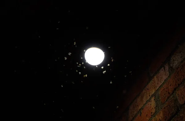 Attraktion av insekter ljus. Natt insekter vid en glödlampa — Stockfoto