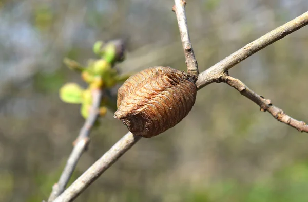 枝にオオカマキリ hierodula transcaucasica — ストック写真