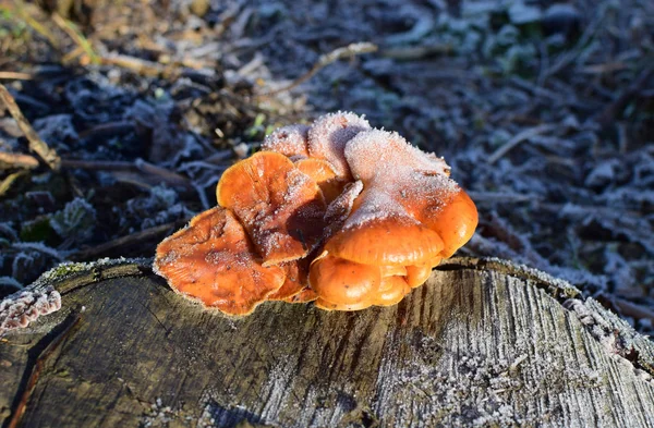 Оранжевые грибы на корешке — стоковое фото