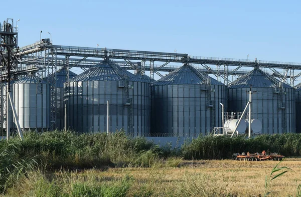 De rijst plant — Stockfoto