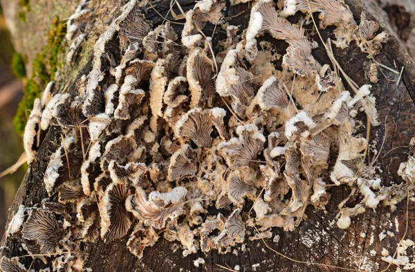 Las setas de la plancha sobre el tronco de árbol — Foto de Stock