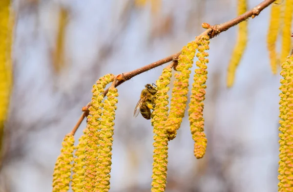 Pollination by bees earrings hazelnut. Flowering hazel hazelnut.