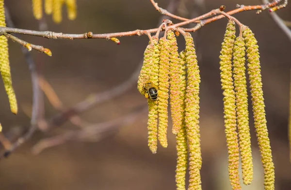 Beporzás által méhek fülbevaló mogyoró. Virágzás mogyoró mogyoró. — Stock Fotó