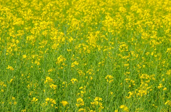 Champ de colza. Contexte des fleurs de viol. Floraison de viol sur le terrain . — Photo