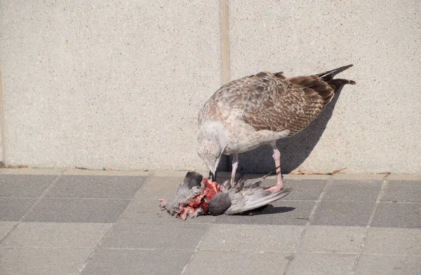 갈매기는 죽은 비둘기를 먹고 있다. 갈매기는 한 프레데터. — 스톡 사진