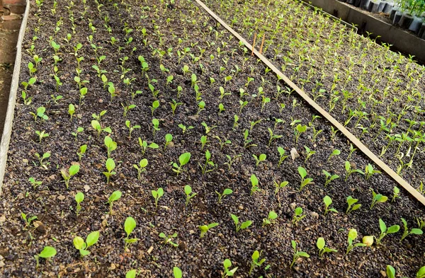 Plantor aubergine i växthuset. Växande aubergine av grönsaker i växthus — Stockfoto