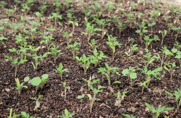 Des plants de tomate. Cultiver des tomates en serre — Photo