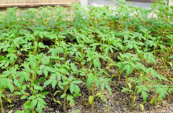 西红柿的种子。在温室里种植西红柿 — 图库照片