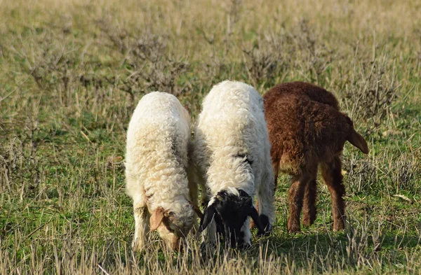 Pecore al pascolo — Foto Stock